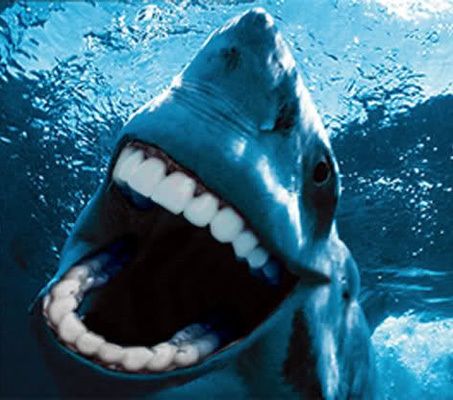 sharks with human teeth - Google Search Great White, Water, White