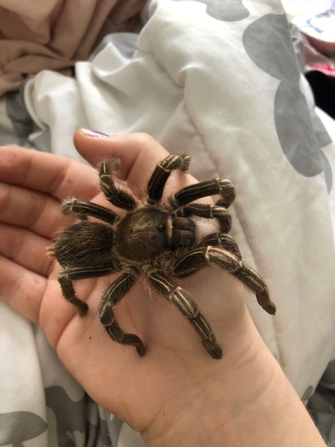 Spider Pet Aesthetic, Tarantula Aesthetic, Ghostbusters Aesthetic, Tarantula Pet, Tarantula Habitat, Pet Tarantula, Pet Spider, Crested Gecko, Creepy Crawlies