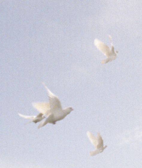 White Doves, Birds Flying, The Sky, Birds, White