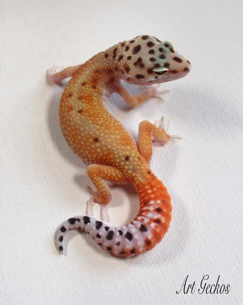 Lizard Reference Photo, Gecko Drawing Reference, Gecko Reference, Lizard Reference, Gecko Photography, Geico Lizard, Spotted Gecko, Cute Lizard, Reference Photos For Artists