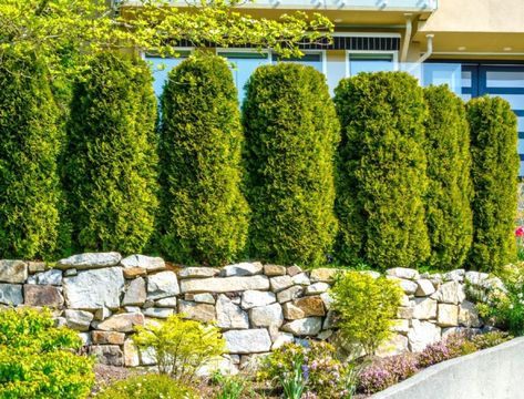 Property Line Landscaping, Privacy Shrubs, Privacy Hedges, Thuja Green Giant, Shrubs For Privacy, Emerald Green Arborvitae, Tall Shrubs, Leyland Cypress, Privacy Hedge