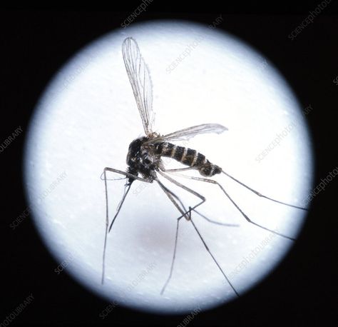 Mosquito. Close-up of a mosquito, probably of the genus Anopheles sp. , one of the mosquitoes respon- sible for transmitting malaria; the parasite that causes the disease is carried in the saliva of the female mosquito. Malaria is a major health problem in Africa, Asia, India & South America. Malaria Parasite, Female Mosquito, Science Photos, Buy Prints, Photo Library, Disease, Close Up, Sydney, Stock Images