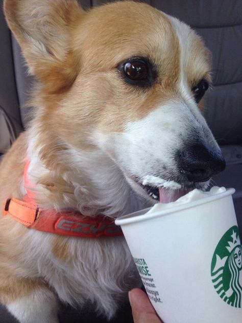 Debby Barrs on Twitter: "Birthday pup cup! #Starbucks #sophiethecorgi https://t.co/iOieSyUHty" Pup In A Cup, Pup Cups Starbucks, Dog Mom Starbucks Cup, Corgi Harry Potter, Dog In Starbucks Cup, Dogs, Animals