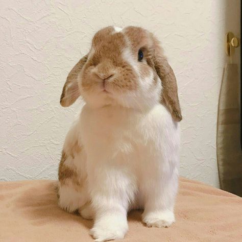 Brown And White Bunnies, Mini Lop Bunny, Lop Bunny, Bunny Room, Cute Buns, Bunny Care, Bunny Cages, Bunny And Bear