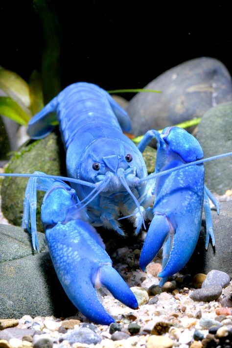 Creature Marine, Blue Lobster, Fauna Marina, Beautiful Sea Creatures, Water Animals, Underwater Creatures, Underwater Life, Blue Crab, Rare Animals