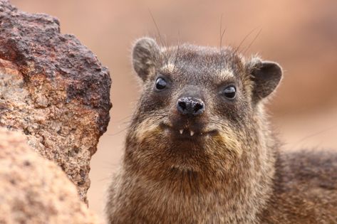 Rock hyrax | Procavia capensis | Augrabies Falls NP, Norther… | Flickr Hyrax Drawing, Augrabies Falls, Cute Australian Animals, Rock Hyrax, Animals Tattoo, Tattoo Nature, Tropical Animals, Nature Wallpapers, Photo C