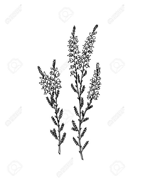 Heather Tattoo Flower Design, Erica Flower Drawing, Hyssop Tattoo Simple, Erica Flower Tattoo, Russian Sage Tattoo, Heather Flower Drawing, Hyssop Tattoo, Heather Flower Tattoo, Gypsophila Tattoo