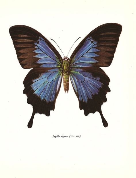 Ulysses butterfly Educational Illustrations, Arte Grunge, Insect Print, Butterfly Art Print, Print Butterfly, Butterfly Poster, Butterfly Illustration, Swallowtail Butterfly, John Derian