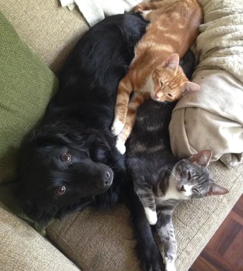 This Adorable Dog And His Adopted Kittens Show That Families Come In All Shapes And Species | HuffPost null Dog Cat Pictures, All Shapes, Cute Animal Pictures, Cute Cats And Dogs, Silly Cats, Cute Creatures, Who Said, Animals Friends, Cat Pics