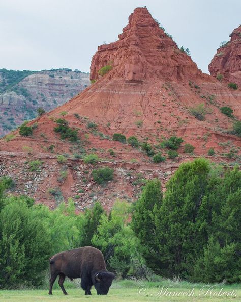 Caprock Canyon, Paradise Canyon Texas, Providence Canyon State Park, Caprock Canyon State Park, Red Rock Canyon Waterton, Carbon Canyon Regional Park, Texas State Parks, Texas State, Country Landscaping