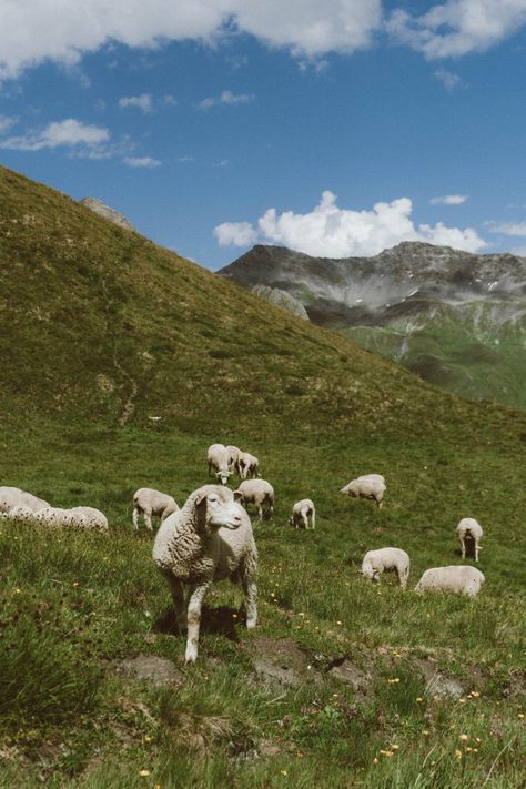 Field Of Sheep, Sheep Field, Sheep Wallpaper, New Zealand Sheep, Winter Landscape Photography, Praising God, Lake Havasu City, In His Presence, Farm Photo