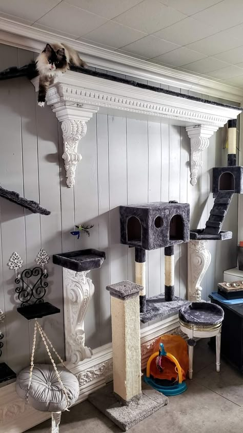 Cat Tree Wall Diy, Litter Box Placement, Cat Room Ideas Small Spaces, Cat Playroom, Cat Rooms, Rattus Rattus, Cat Room Decor, Katt Grejer, Niche Chat