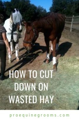 Reduce Wasted Hay at Your Barn! https://www.proequinegrooms.com/tips/barn-management/reduce-wasted-hay-at-your-barn/ Hay For Horses, Hay Feeder For Horses, Horse Feeder, Homesteading Animals, Barn Hacks, Horse Hay, Diy Horse, Horse Info, Hay Feeder