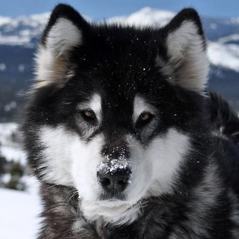 Alaskan Malamute Aesthetic, Cute Big Dogs, Malamute Dog, Malamute Puppies, Alaskan Husky, Dog List, Very Cute Dogs, Black And White Dog, Pretty Dogs