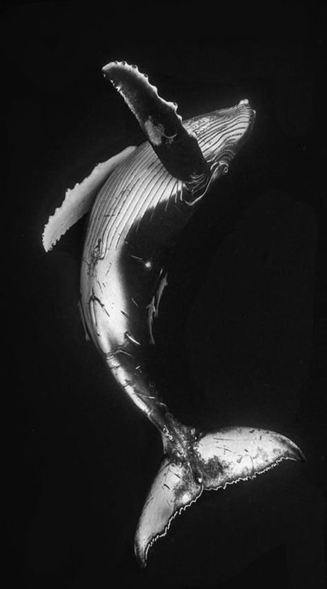 Whale Photography, Swimming With Whales, Whale And Calf, Song Photo, Ocean Swimming, Deep Blue Ocean, Whale Song, Ocean Underwater, Nature Ocean