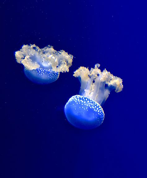 Two jellyfish Two Jellyfish, Jellyfish, Animals