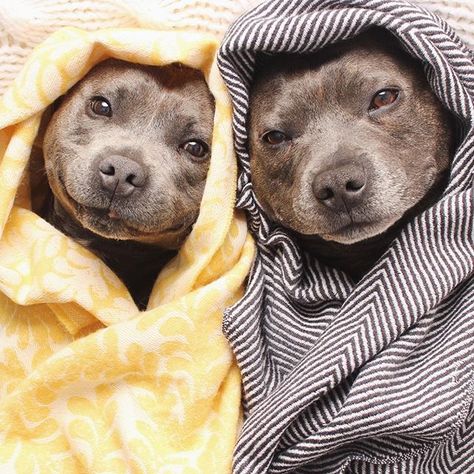 Two happy bears in a blanket Smiling Puppies, Dog Wrap, Pitbull Pictures, Pit Bull Love, Pitbull Lover, Pitbull Puppies, Funny Dog Pictures, Two Dogs, Pit Bulls