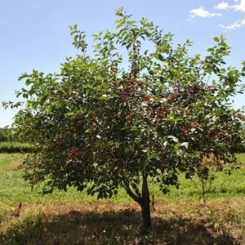 Sour Cherry Tree, Sour Cherries, Backyard Plants, Cherry Trees, Sour Cherry, Family Garden, Cherry Tart, Cherry Tree, Country Gardening