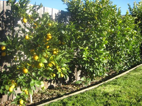 lemon fence | ... . Three years ago I planted a lemon hedge against our back fence Fruit Tree Hedge, Citrus Hedge, Lemon Tree Backyard, Zen Garden Backyard, Pruning Fruit Trees, Citrus Garden, Citrus Plant, Lemon Tree, Citrus Trees