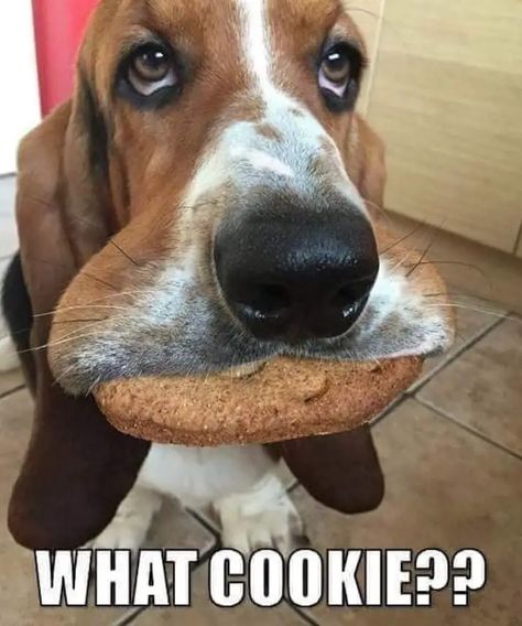 21+ Funny Basset Hound Dog Memes - The Paws Basset Hound Funny, Pocket Beagle, Basset Hound Dog, Dog Quotes Funny, Funny Dog Memes, Silly Dogs, Funny Dog Pictures, Funny Animal Jokes, Memes Humor