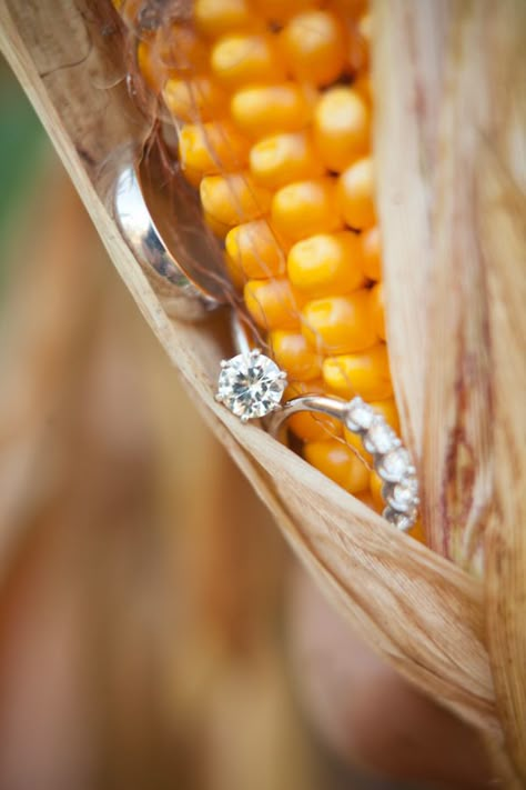 Harvest Ring Picture Cornfield Wedding, Engagement Pictures, Wisconsin, Farmer, Corn, Ring, Silver