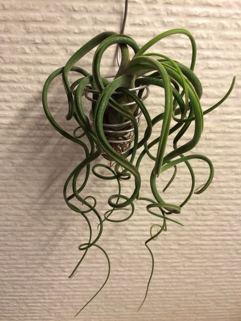 air plant Tillandsia Caput-Medusae Medusa Air Plant, Tillandsia Caput Medusae, Air Plants Decor, Hanging House, Hanging Plants Diy, Trendy Plants, Tillandsia Air Plant, Air Plant Terrarium, Hanging Succulents