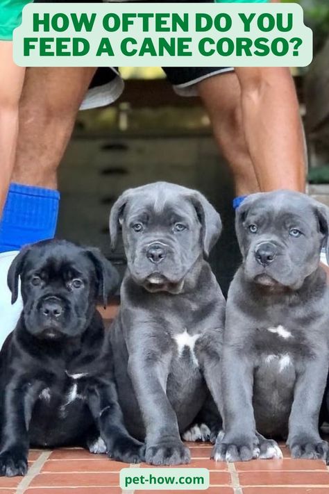 Cane Corso Diet, Cane Corso Puppy Training, Came Corso Puppy, Cane Corso Dog Puppies, Kane Corso, Dog Tether, Pitbull Mix Puppies, Cane Corso Puppy, Large Meals