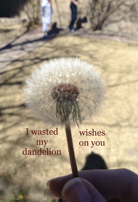 we all make mistakes When Wishes Bleed, Why Did You Waste My Time, I Wish Life Was Easier Quotes, Dandelion Wishes Brought To You, Some See A Wish Dandelions, Dandelion Wish, Dandelion