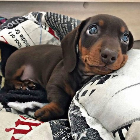 Daschund Puppies, Dachshund Breed, Dogs Trust, Funny Dachshund, Weenie Dogs, Dachshund Lovers, Dachshund Puppies, Dachshund Puppy, Dachshund Love