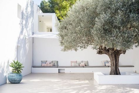 Olive Tree Patio, Mediterranean Landscaping, Patio Interior, Outdoor Gardens Design, Mediterranean Garden, Backyard Inspo, Garden Pool, Courtyard Garden, Garden Trees