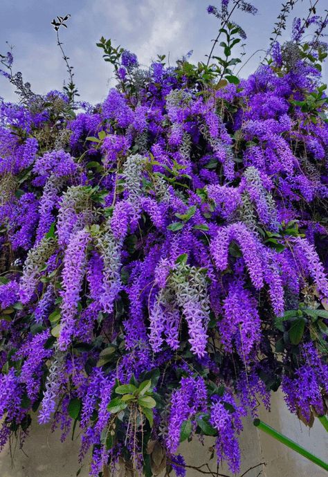 14 Gorgeous Purple Flowering Vines and Climbers to Brighten Your Garden Flowers Vines, Petrea Volubilis Flower, Creepers Plants, Purple Wisteria, Purple Plants, Purple Wreath, Climbing Vines, Outdoor Decor Backyard, Flower Background Wallpaper