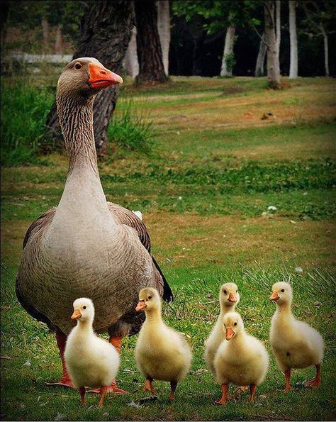 Being a mother means that your heart is no longer yours; it wanders wherever your children do. ~♥~ Mothers Heart, Baby Ducks, Sweet Animals, Swans, 귀여운 동물, Animals Friends, Farm Life, Bird Art, Beautiful Creatures