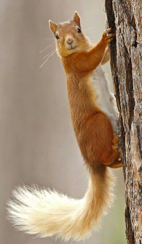 BEAUTIFUL SQUIRREL! Squirrel Species, Squirrel Pictures, Squirrel Funny, A Squirrel, Cute Squirrel, Red Squirrel, African Elephant, Alam Yang Indah, Animal Photo