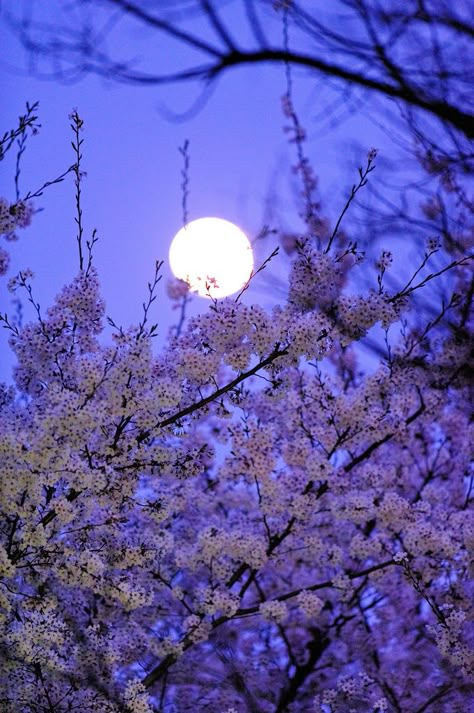 Cherry blossoms and full moon - ©ShinChan831 - www.flickr.com/photos/shnkgw831/3420481707/in/photostream/ Shoot The Moon, Fly Me To The Moon, Good Night Moon, Sun Moon Stars, Beltane, Beautiful Moon, Moon Glow, The Full Moon, Alam Yang Indah