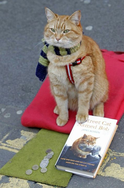 Street Cat Bob, Street Cat, Cat Call, Orange Cats, Cat Books, Stray Cat, Ginger Cats, Domestic Cat, Cat Names