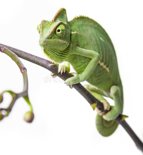 Green chameleon. Chamaeleo calyptratus on a branch , #AFF, #chameleon, #Green, #Chamaeleo, #branch, #calyptratus #ad Cl Logo, Chameleon Art, Art Logo, Reptiles, Animals Wild, Stock Photography, Illustration Design, Photo Image, Art Painting