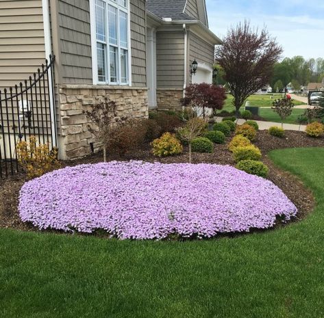 Garden Renovation Ideas, Amazing Landscaping Ideas, Garden Renovation, Creeping Phlox, Front Landscaping, Flowers Ideas, Ground Cover Plants, Creative Gardening, Front Yard Landscaping Design