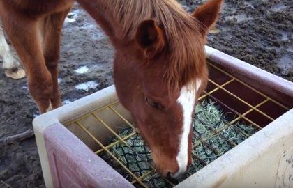 After a year of trial and error, I finally found a slow hay feeder solution for my horses. Maybe it'll work for yours! Horse Slow Feeder, Feeding Horses, Equine Vet, Feeding Program, Horse Shelter, Hay Feeder, Horse Feed, Slow Feeder, Trial And Error