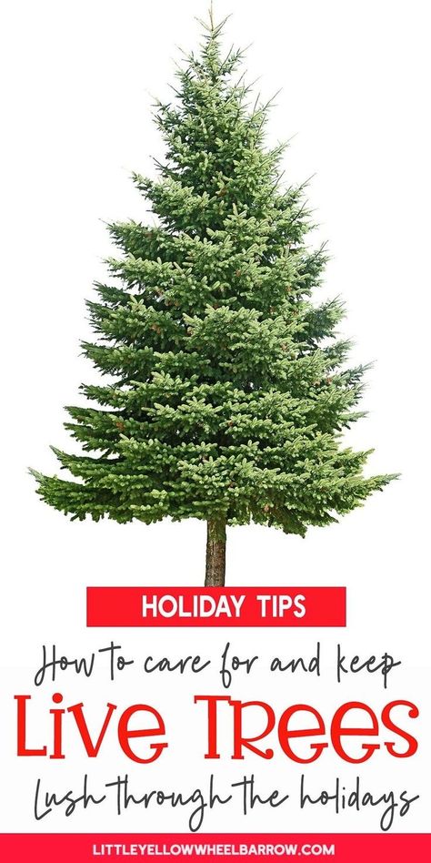 Having a real tree for Christmas makes your home feel just a little bit more Christmas-y. For tips on how to choose a live Christmas tree, and information on how to care for a real Christmas tree check out this guide. The tree is the showpiece of your Christmas decor, so why not make it last and look good all season long? Christmas Tree Care, Tree For Christmas, Live Christmas Trees, Flocked Trees, Pine Christmas Tree, Live Tree, Real Christmas, Real Christmas Tree, Easy Christmas Decorations