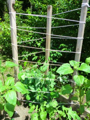 Simple Pole Bean Trellis | ThriftyFun Bean Trellis Ideas, Bean Trellis Diy, Pole Bean Trellis, Garden Trellis Designs, Bean Trellis, Simple Trellis, Trellis Netting, Diy Garden Trellis, Trellis Ideas