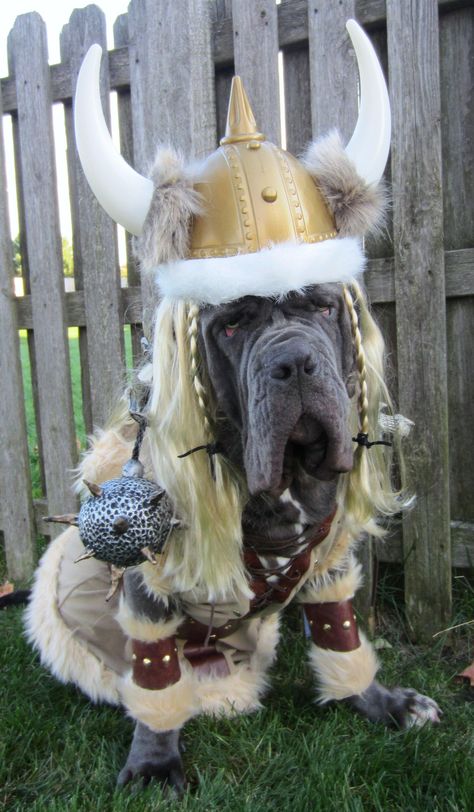 Viking Halloween Dog Costume Facebook Cover Video, Halloween Facebook Cover, Scary Dog, Cover Video, Diy Dog Costumes, Your Adorable, Mastiff Dogs, Pet Ideas, Pet Halloween Costumes