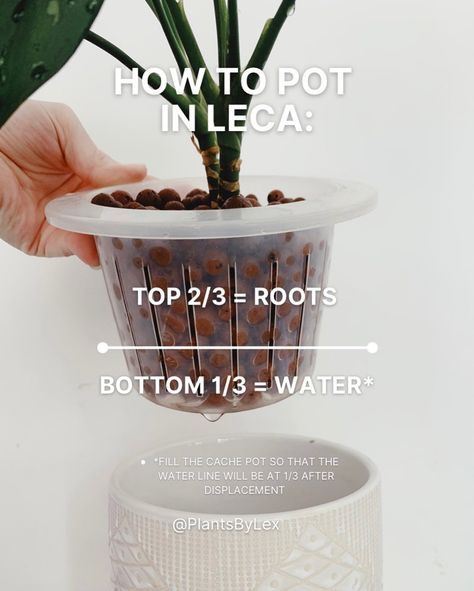 Lex - LECA & Houseplant Tutorials’s Instagram profile post: “Visual guide to potting plants in LECA Share to help a planty friend 💚 What plant have you recently potted in LECA? #leca #houseplants…” Leca House Plants, Leca Balls For Plants, Leca Plants, Potting Plants, Plants Care, Household Plants, Plant Book, Inside Plants, Pothos Plant