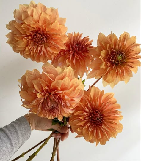 These huge dahlias have bronze centers and fluffy orange-apricot petals. Fall Flower Arrangements Aesthetic, Terracotta Colored Flowers, Pale Orange Flowers, Rust Orange Flowers, Orange Dahlia Flower, Dahlia Terracotta, Orange Dahlia Bouquet, Rust Dahlia, Terracota Flower