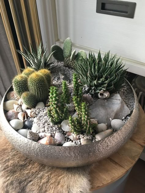 Repot Succulents, Mini Cactus Garden, Succulent Planting, Kaktus Dan Sukulen, Cactus Arrangement, Garden Decor Wedding, Garden Succulents, Cactus Terrarium, Plant Succulents