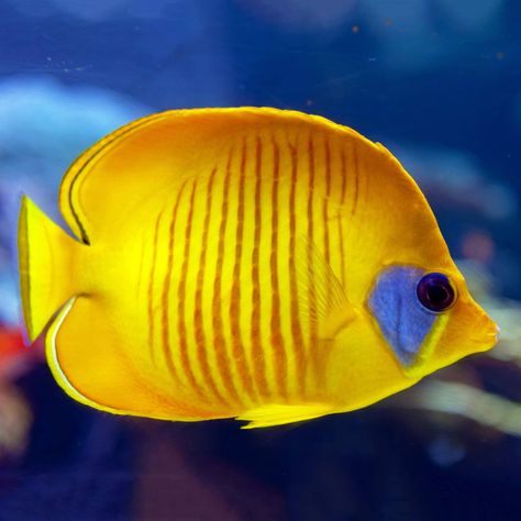 229.99 - Semilarvatus Butterfly (Chaetodon semilarvatus) Care Minimum Tank Size: 125 gallons Care Level: Moderate Temperament: Peaceful Reef Compatible: With C... Check more at https://aqualocker.com/fish/semilarvatus-butterfly-chaetodon-semilarvatus/ Fish Under The Sea, Butterfly Fish, Salt Water Fish, Beautiful Sea Creatures, Marine Aquarium, Marine Fish, Fish Drawings, Underwater Life, Custom Website Design