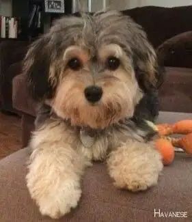 15 Things Only Havanese Owners Would Understand - The Paws Havanese Full Grown, Havanese Haircuts, Havanese Grooming, Havanese Puppies For Sale, Havanese Puppy, Puppy Cut, Havanese Puppies, Havanese Dogs, Poodle Mix