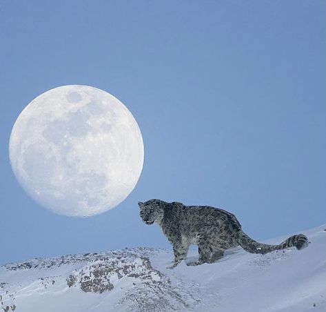 Snow Leopard Oc, Snow Leopard Art Reference, Snow Leopard Wallpaper, Snow Leopard Aesthetic, Black Snow Leopard, Aesthetic Snow Leopard, Snow Leopard Print, Silly Snow Leopard, Mountain Aesthetic