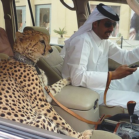 Guys texting and driving with their pets - Things You See Everyday In Dubai Dubai Lifestyle, Dubai Travel, Cheetahs, Bugatti Veyron, United Arab Emirates, Abu Dhabi, Big Cats, In Dubai, Feline