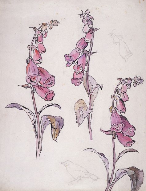 Foxglove by Beatrix Potter Beatrix Potter Illustrations, Beatrice Potter, Peter Rabbit And Friends, Potter Art, Botanical Painting, Botanical Drawings, Nature Journal, Arte Floral, Beatrix Potter