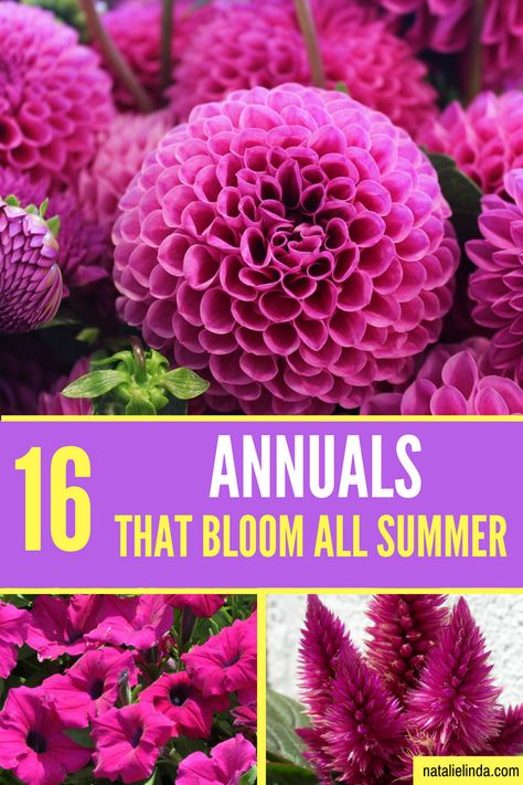 Check out these 16 gorgeous annuals if you're looking for flowers that bloom ALL Summer long and even into Fall! Flowers Porch Ideas, Summer Long Blooming Flowers, Plants That Flower All Summer, Flowers Bloom All Summer, Annual Flower Bed Ideas, Annual Flowers For Partial Sun, Annual Flowers For Full Sun Front Yards, Annual Plants Front Yards, Dahlia Flower Garden Landscapes